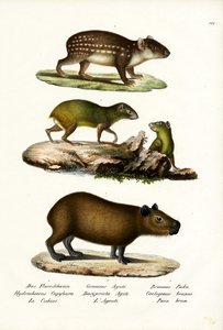 カピバラ、1824 作： Karl Joseph Brodtmann